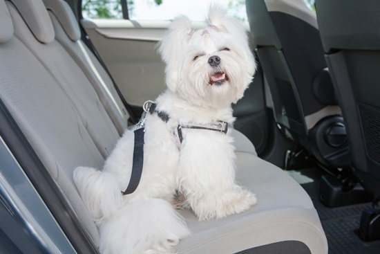Como transportar adequadamente seu pet no carro